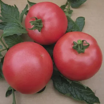 ВП Маратон