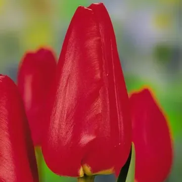 Авенью
