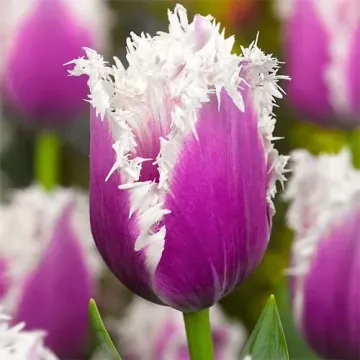 Кумминс