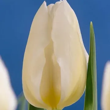 Диана