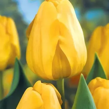 Голдэн Апэлдоорн