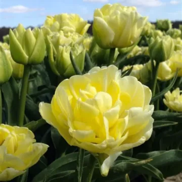 Граннь Аwард