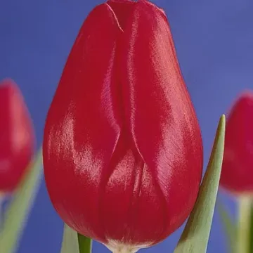 Hанна Глаwари