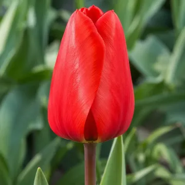 Лалибэла