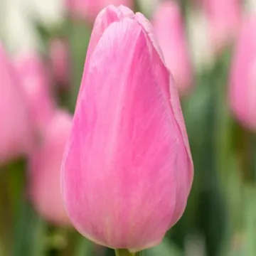 Лима
