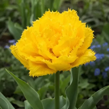 Мон Амоур
