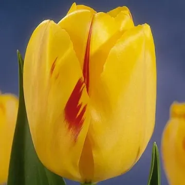 Ольмпиц Фламэ