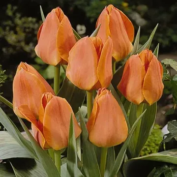 Орангэ Элитэ