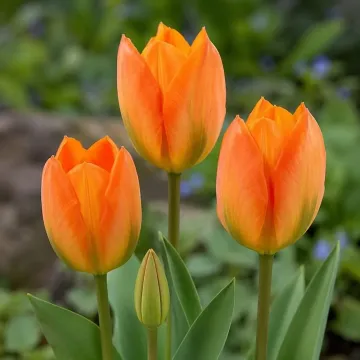 Орангэ Эмпэрор