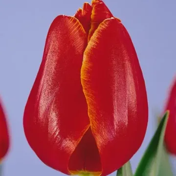 Вэранди
