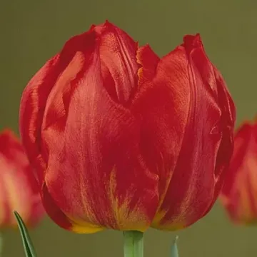Викинг
