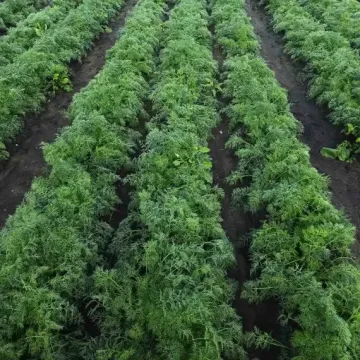 Аллигатор