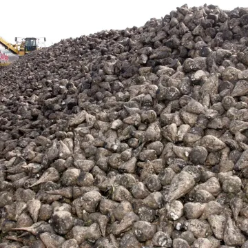 Beet Sugar Harvesting
