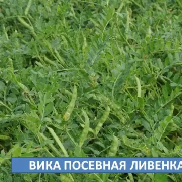 Ливенка