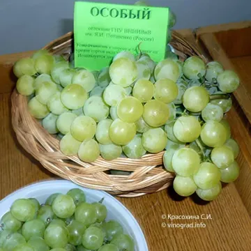 Special