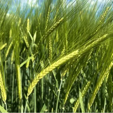 Кариока