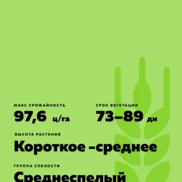 Фокус