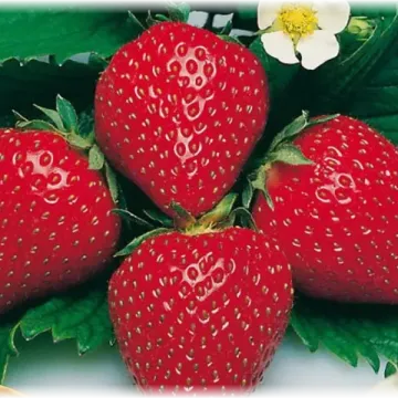 Ренесанс