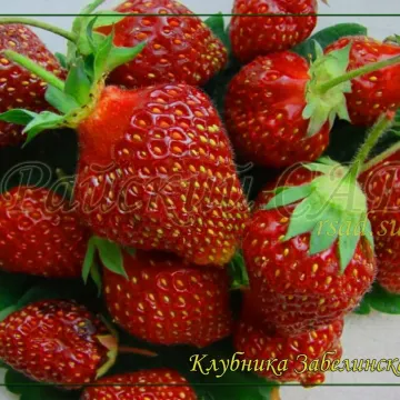 Забелинская