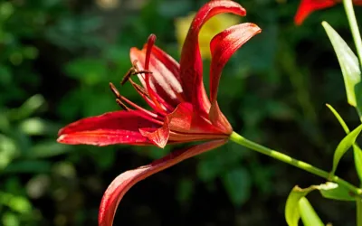 What Amaryllis Symbolize and When to Give Them as a Gift