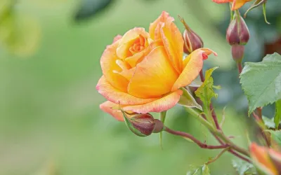What rose groups exist today?