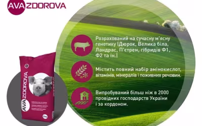 Обираємо стартовий корм: поради для новачків свинарства