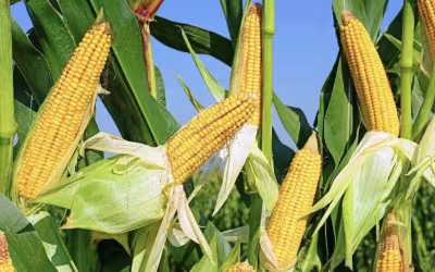 Basics of Corn Seed