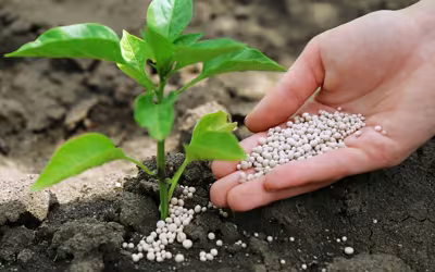 Choosing Between Organic, Mineral, and Organic-Mineral Fertilizers