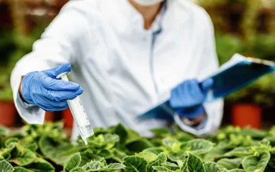 What is desiccation and why is it needed?