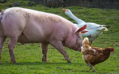 Features of Using Feed Acidifiers for Pigs and Poultry