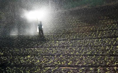 What Fertilizers to Choose for Fertile Soil?