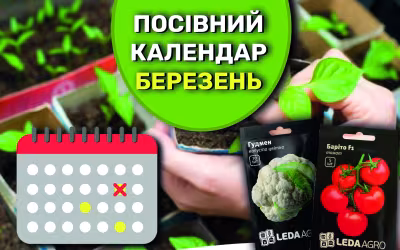Що, та коли саме посіяти в березні на розсаду?