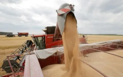 Grain or soybeans - what are farmers making money on now