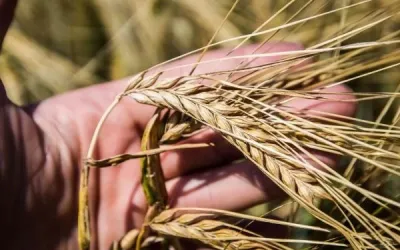 Фуражний ячмінь у портах дорожчає: ринок подає сигнали зростання