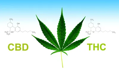 CBD і THC: у чому різниця та як вони впливають на організм