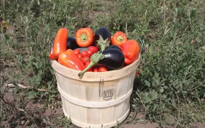 Как вырастить богатый урожай овощей на участке