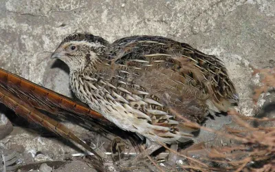 How to Feed Quail