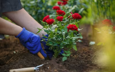 Why Farmers and Garden Plot Owners Choose the LETO Company
