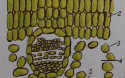 Лист