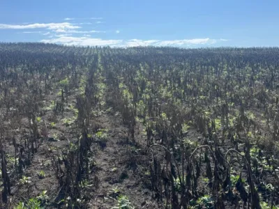 Herbicides Found in Soroca Sunflower Samples: Farmer Estimates Losses at 5 Million Lei