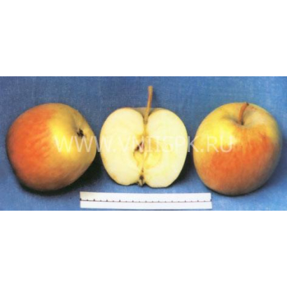 Зимний шафран яблоня описание фото