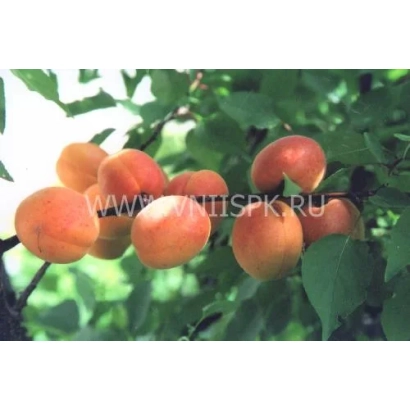 Свежие абрикосы на ветке - Айсберг