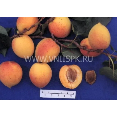 Сорт абрикоса на ветке с разрезанным плодом и линейкой для масштаба - Академик