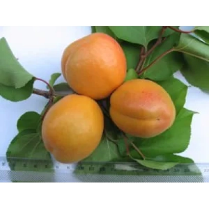 Три абрикоса на ветке с листьями - Альтаир