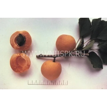 Абрикосы с веткой и листьями на белом фоне - Чемпион Севера