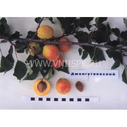 Dzhengutayevsky apricot variety with fruits and seed on branch