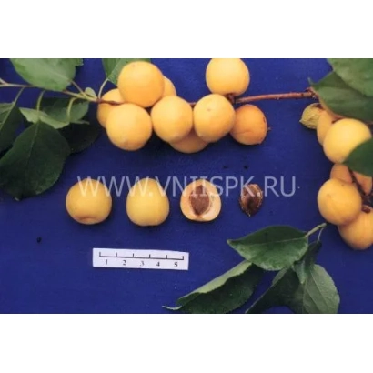 Дозрілі та розрізані абрикоси на гілці з листям на синьому фоні - Гритиказ