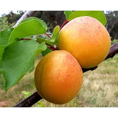 Fresh apricots on a branch - Kyivskiy Krasen'