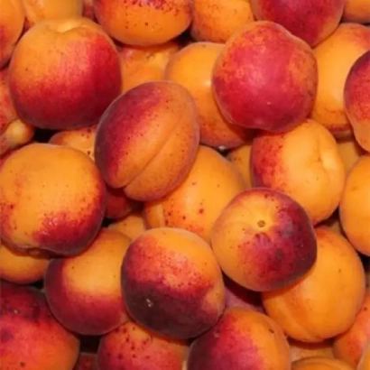 Свежие абрикосы с красными и оранжевыми оттенками - Колхозный / Колгоспний