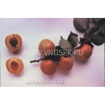 Свіжі абрикоси на гілці з двома розрізаними плодами, що демонструють м'якоть. - Компотний